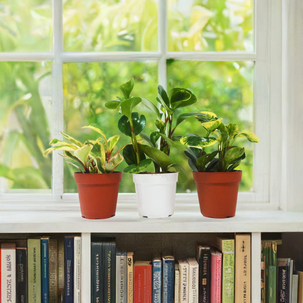 3 Different Peperomia Plants in 4" Pots - Baby Rubber Plants