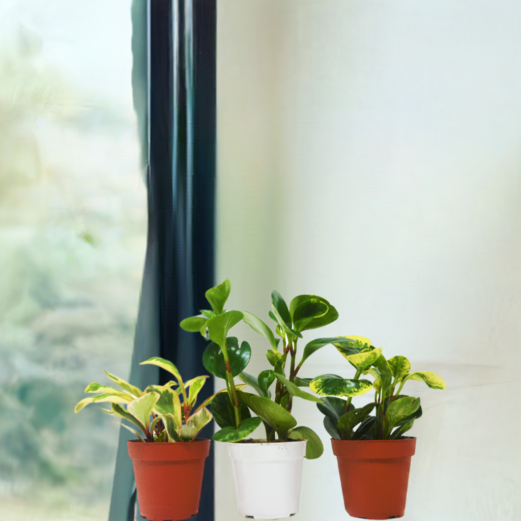 3 Different Peperomia Plants in 4" Pots - Baby Rubber Plants